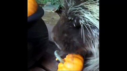 MEME COMPILATION VIDEOS RANDOM SHITPOST PART 4