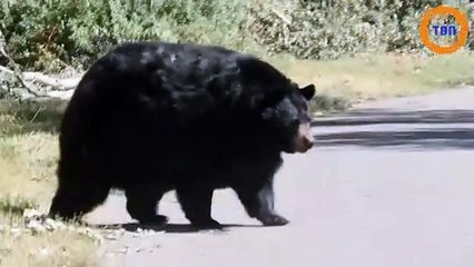 Pendant leur roadtrip à Yellowstone, ils ne s'attendaient pas à voir un ours aussi énorme !