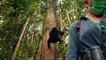 Des gorilles dans la tourmente / Gorillas unter Stress