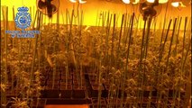 Policía Nacional incauta 1.000 plantas de marihuana en Aranjuez