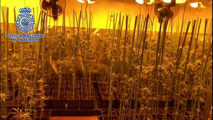 Policía Nacional incauta 1.000 plantas de marihuana en Aranjuez