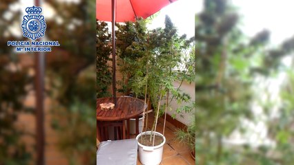 Incautada una plantación de marihuana en una terraza en el distrito de Hortaleza