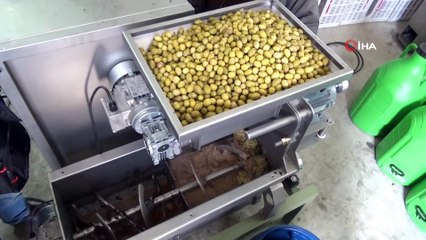 Ses Dalgaları İle Zeytin Yağı Üretecekler