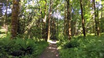 4K Forest Walk along Licorice Fern Trail, Issaquah Area - Short Version with Nature Sounds