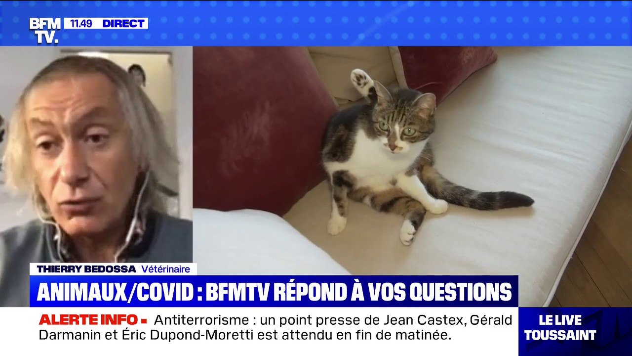 Les animaux peuvent-ils être porteurs du Covid...