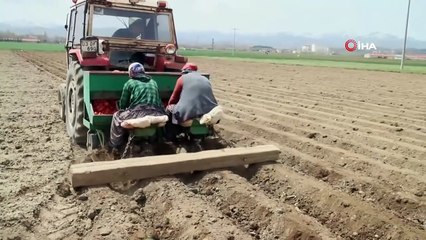 Patatesin Fiyatı 1,5 Liraya Kadar Düşer