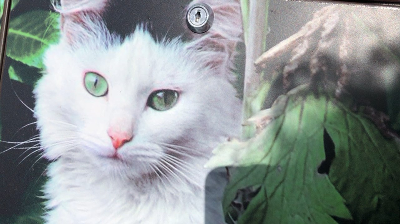 Elle ouvre une pension pour chats haut de gamme