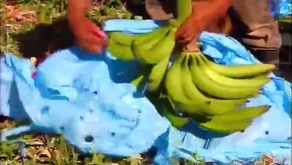 How Its Made - 561 Plantain Chips