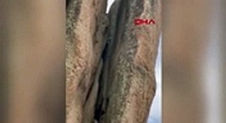 70 yaşında gençlere taş çıkardı!