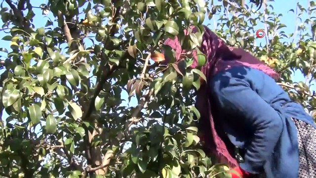 Deveci armudu dalında 3 liraya alıcı buluyor