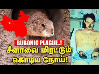 2020 முடியும்வரை எச்சரிக்கை! சீனாவை மிரட்டும் Bubonic plaque ..!  #Bubonicplaque  #China