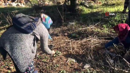 Kuzugöbeği Mantarı Sezonu Başladı, Kilosu 100 TL-