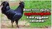 சாதாரண கோழி vs கருங்கோழி : என்ன வித்தியாசம்? என்ன நன்மைகள் ? Kadaknath | Black chicken