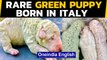 Italy: A rare green puppy named 'Pistachio' born, how did it happen | Oneindia News
