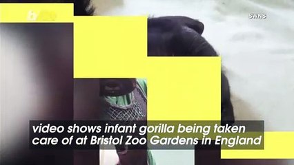Baby Gorilla in England Needs Your Help Choosing a Name– Here's How You Can Vote