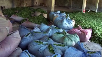 Yaş Çay Taban Fiyatı Bugün Açıklanıyor