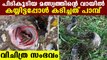 Man catches fish with a snake in mouth | Oneindia Malayalam
