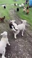 Possum Goes for a Ride on a Lamb