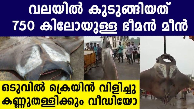 Two Giant Manta Rays Weighing 750 kg And 250 kg Caught By Fisherman | Oneindia Malayalam