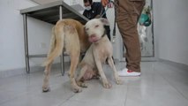 México castigará el maltrato animal con penas que incluyen la prisión