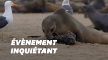 En Namibie, des milliers de bébés otaries prématurés retrouvés mort