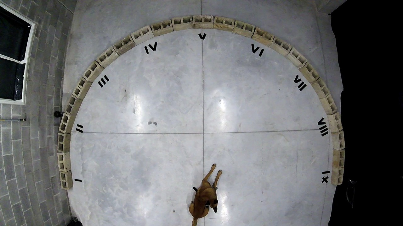 Exercice de détection de drogue avec chiens policiers (Gembloux Agro Biotech) - 1