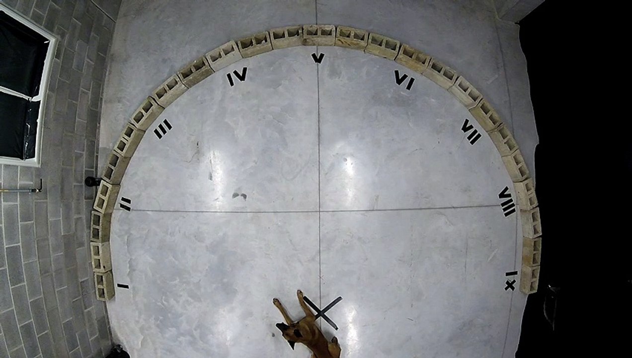 Exercice de détection de drogue avec chiens policiers (Gembloux Agro Biotech) - 2