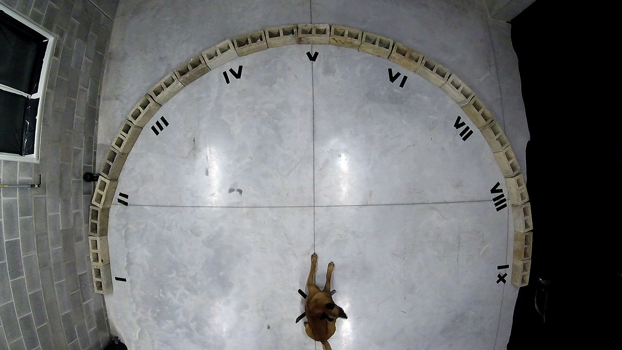 Exercice de détection de drogue avec chiens policiers (Gembloux Agro Biotech) - 3