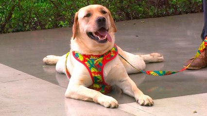 bd-lindos-accesorios-para-sus-mascotas-231020
