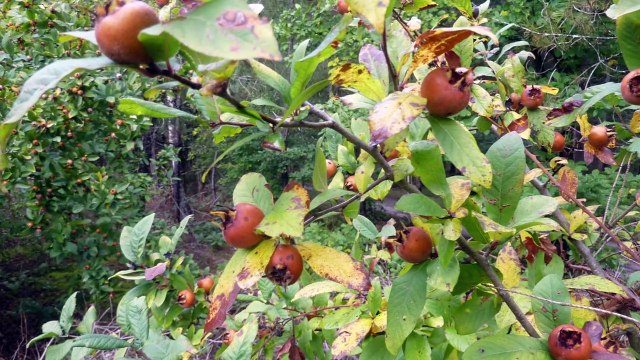 2020-10-VIGNOUX-MONTIGNY-MERY ES BOIS