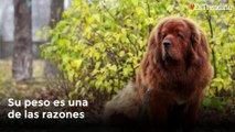 Encanto único: las razas de perros más raras y curiosas del mundo