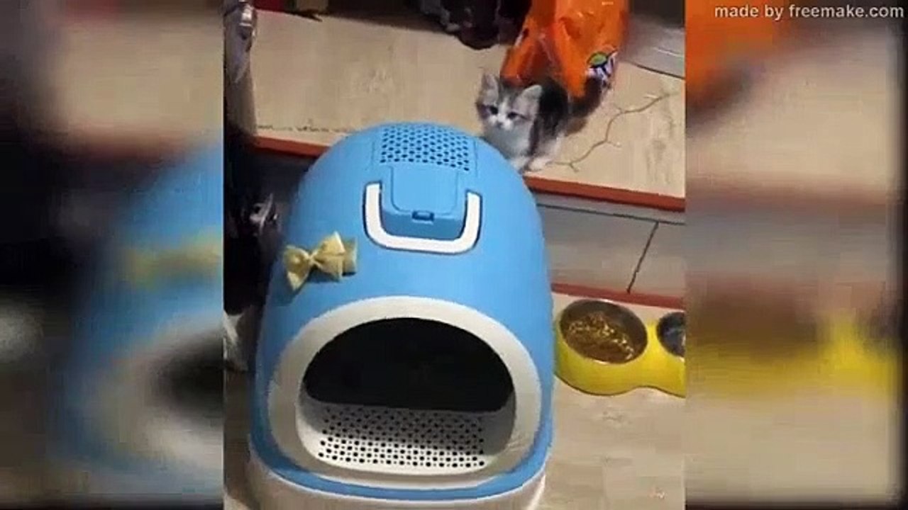 Baby Cats - Humor animals - Cute and Funny Cat Videos Compilation