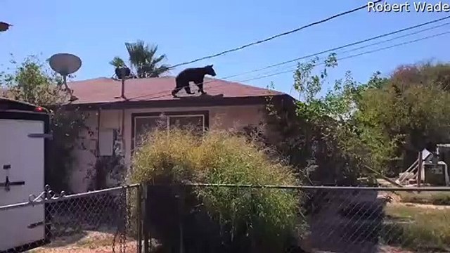 Bear Cub Climbs Around Roof