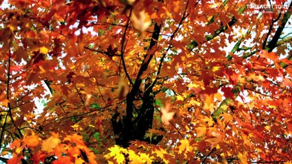 HUZURA DOGRU 20200627