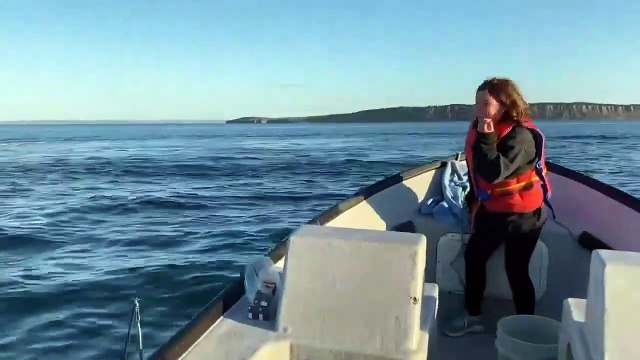 Incroyable ! Des baleines sautent hors de l'eau devant des touristes