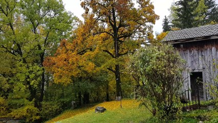 Tombent les feuilles