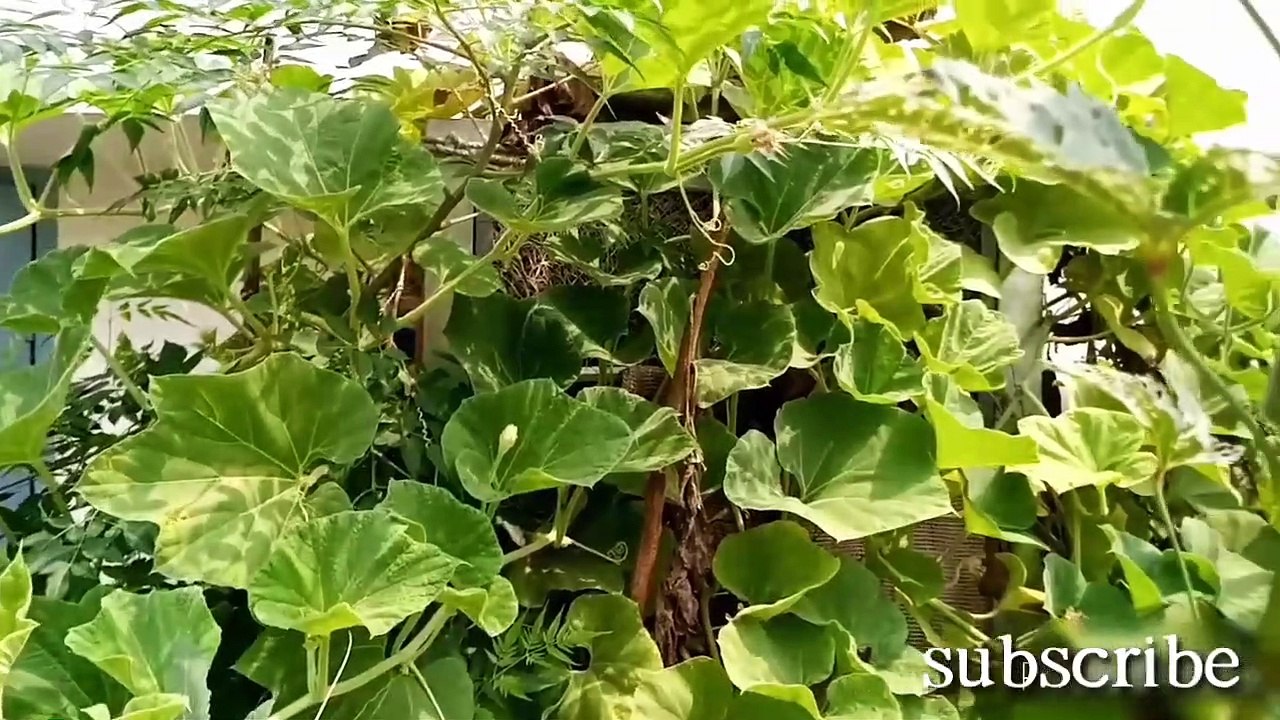 Insect pollination - pollination, insect and plant - trading food for fertilization - pollination