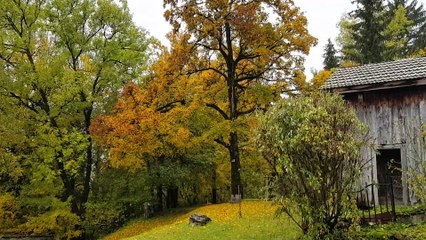 Si joli les feuilles qui tombent