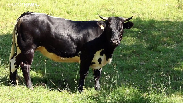 Eurodeputados aprovam reforma da Política Agrícola Comum
