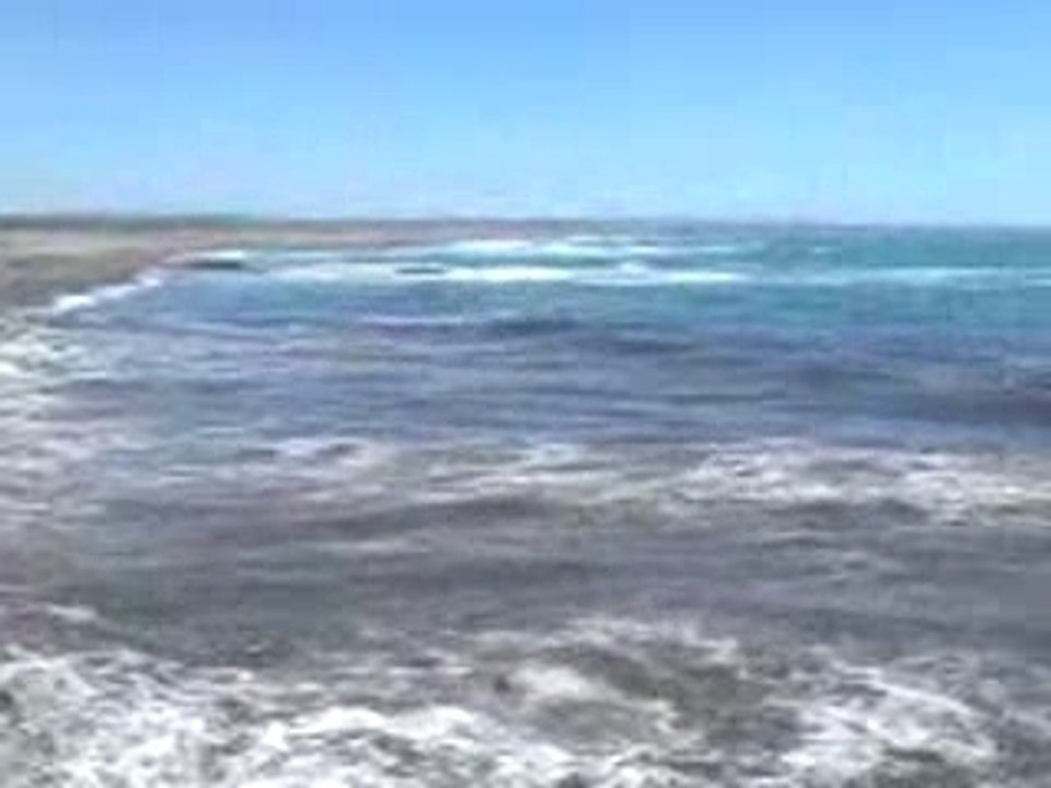 Colonie de pingouins à Punta Tombo, Argentine