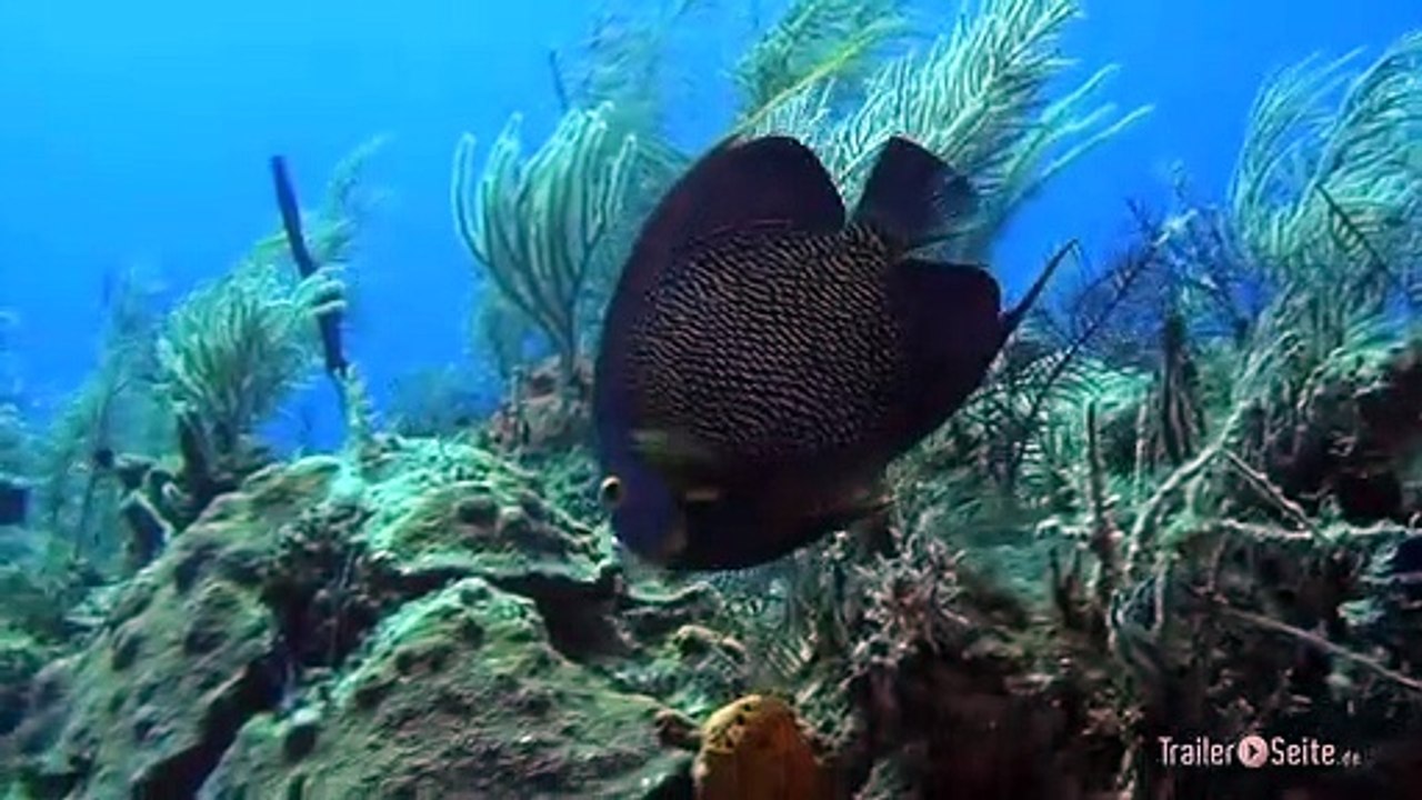 Abenteuer Karibik 3D Tauchen Mit Den Haien Trailer (2012)