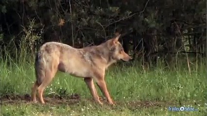 Deutschlands Wölfe Trailer (2012)