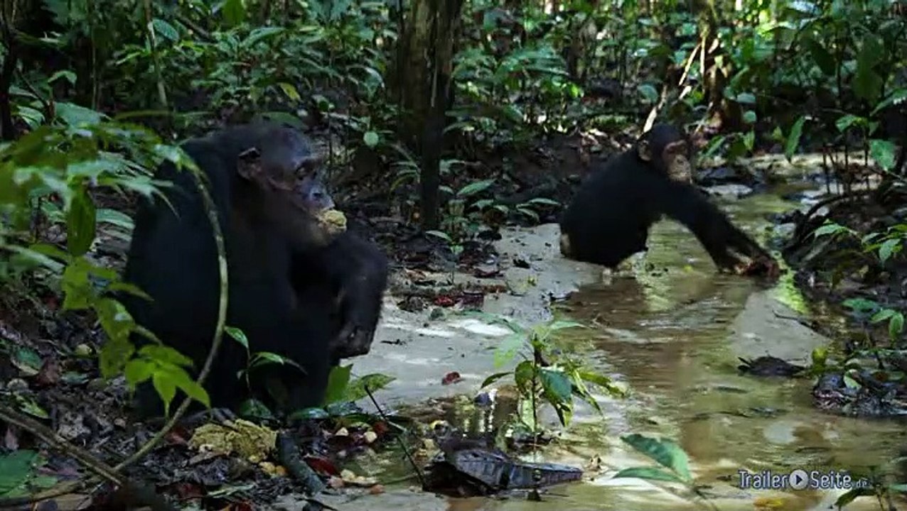 Ausschnitt aus Schimpansen: Früchte