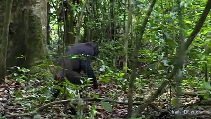 Ausschnitt aus Schimpansen: Werkzeug