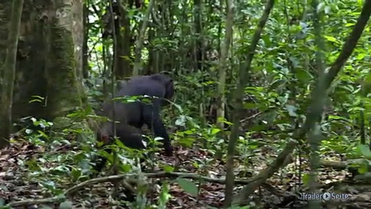 Ausschnitt aus schimpansen: werkzeug