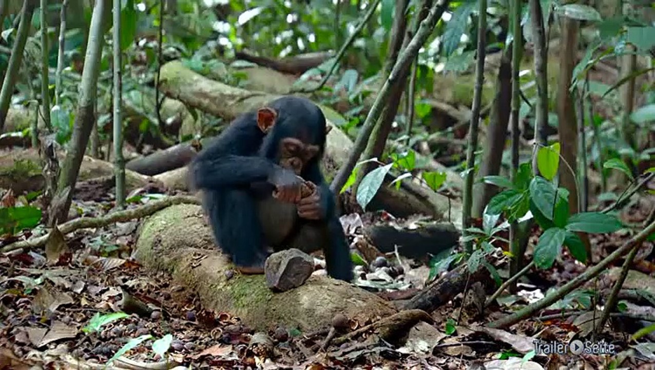 Schimpansen Special: Verwandten des Menschen