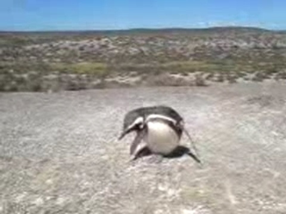 Pingouins à Punta Tombo, Argentine
