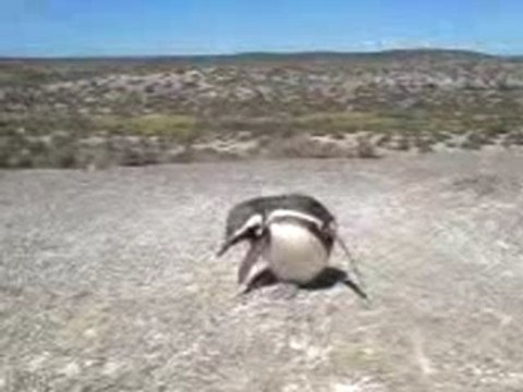 Pingouins à Punta Tombo, Argentine
