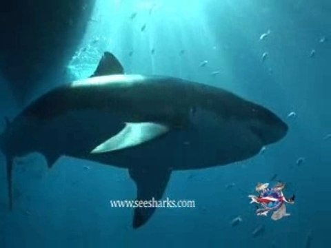 Web video-H.264 - Webcasting