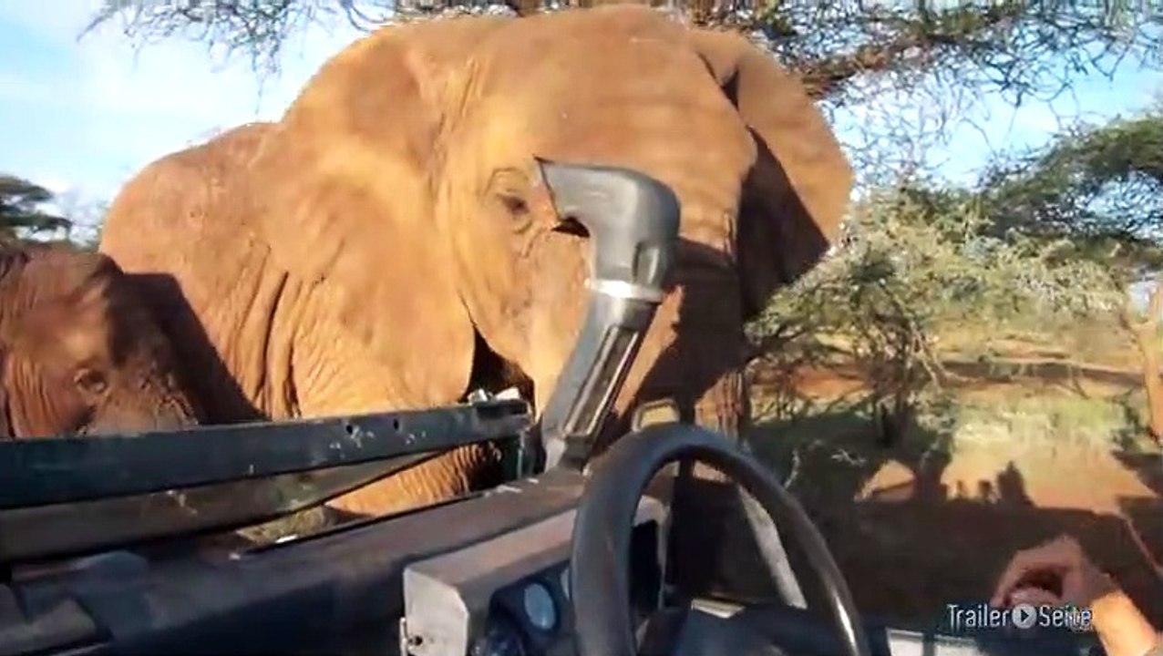 Ausschnitt aus African Safari 3D: neugierige Elefantenkuh